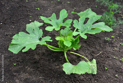 Foto Young zucchini plant growing in dark soil in a garden high angle view