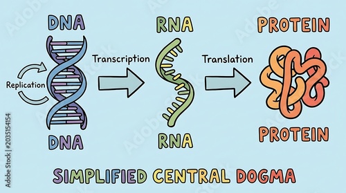 Colorful Simplified Central Dogma of Molecular Biology Diagram Illustration
