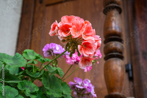 Vászonkép A cluster of coral pink geranium flowers blooms prominently in the foreground, w