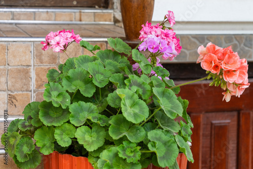 a lush potted zonal geranium plant featuring bright pink and salmon flowers with patterned green leaves,