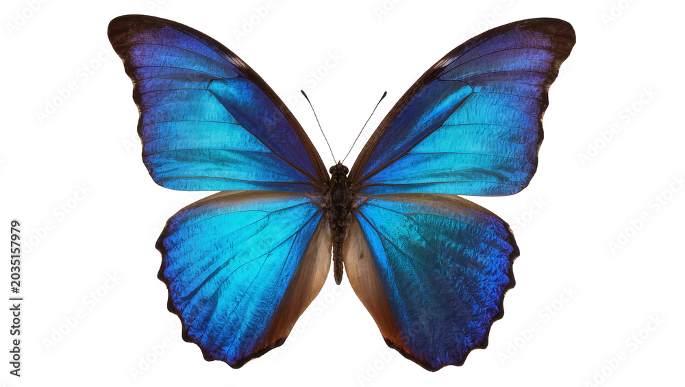 Obraz premium Vibrant blue morpho butterfly with iridescent wings, isolated on transparent background