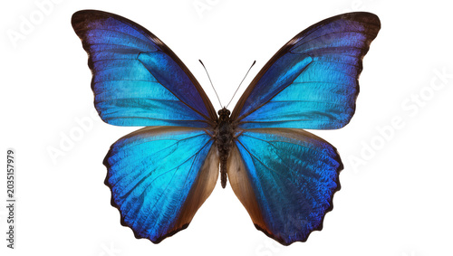 Tableau sur toile Vibrant blue morpho butterfly with iridescent wings, isolated on transparent bac