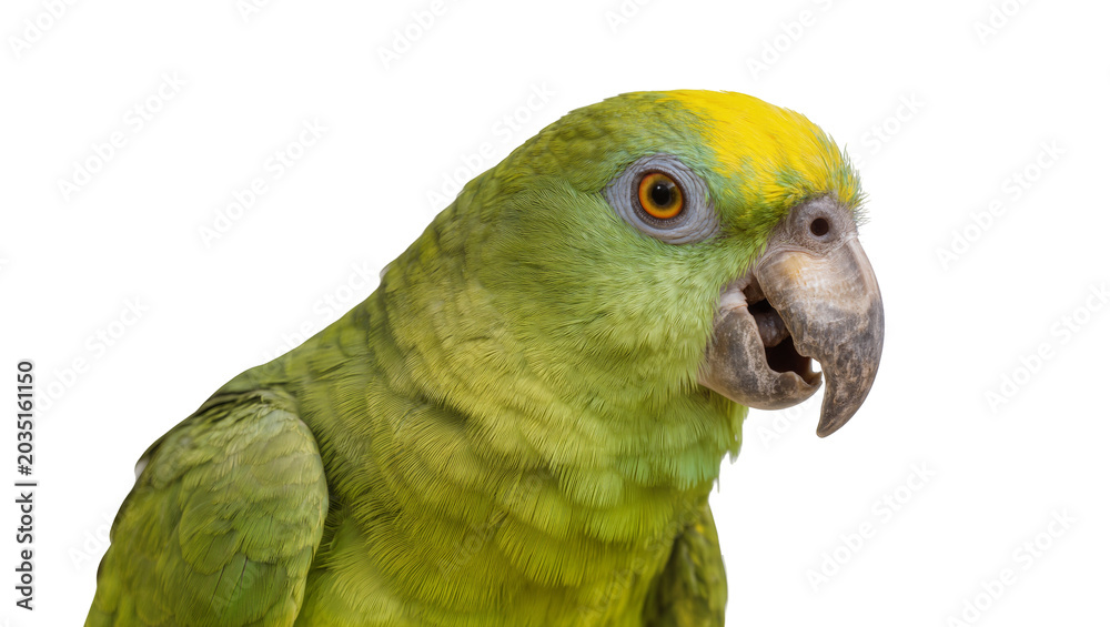 Fototapeta premium Green parrot with yellow head feathers, isolated on transparent background