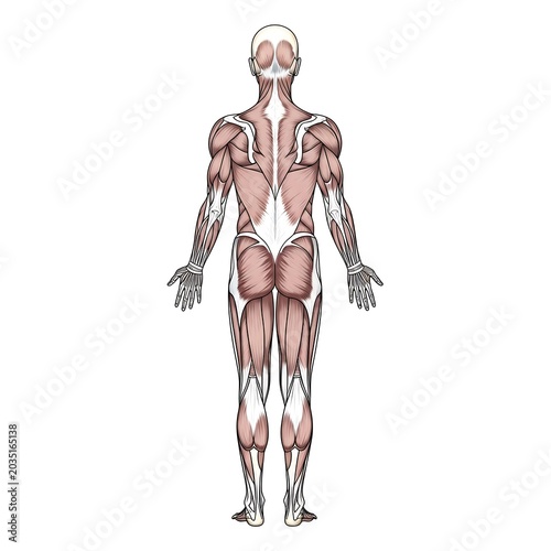 Anatomical diagram of human muscular and skeletal system.