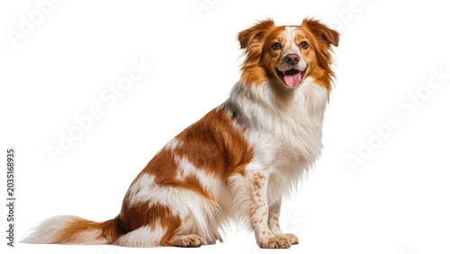 Billede på lærred Happy brown and white border collie dog sitting, isolated on transparent backgro