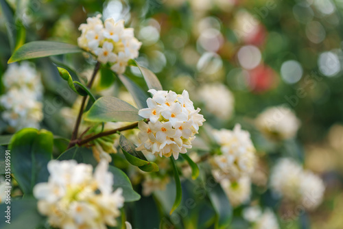 Beautiful white jeju winter daphne flowers blooming in the garden