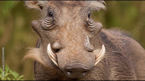 Intense and detailed close up portrait of a wild warthog with coarse textured skin and prominent white tusks, capturing the rugged beauty of this unique African mammal in the savanna.