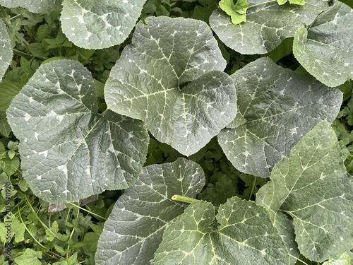 Foto Macro detail of large pumpkin leaf with silvery white variegation and textured g
