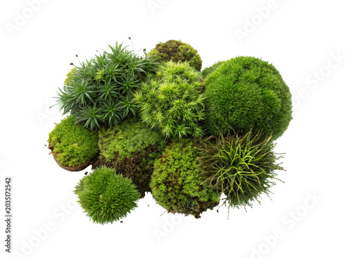 Vibrant green moss balls cluster, various species of lush cushion moss and star moss, top view botanical nature photography, studio isolated moss garden arrangement
