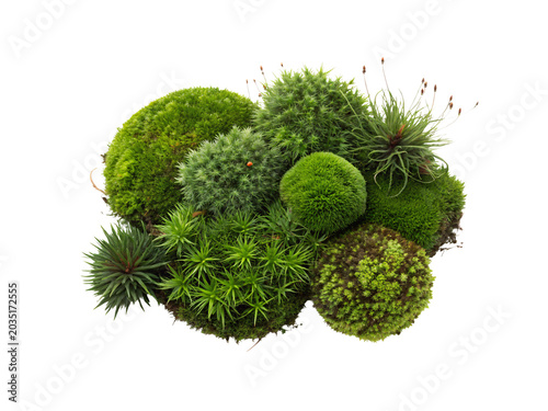 Diverse moss varieties collection aerial view, cushion moss and star moss with air plants, lush green botanical photography, detailed nature macro arrangement