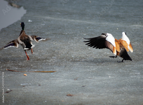 a flock of seagulls
