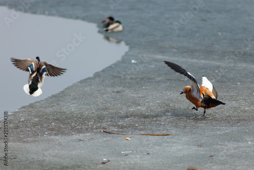 group of ducks