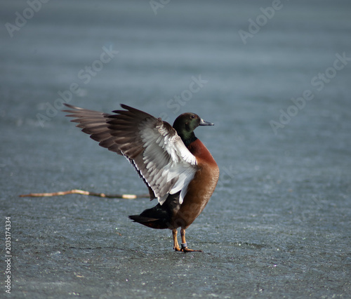 goose on the beach