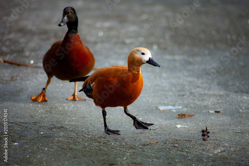 two ducks on the bridge