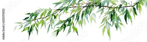Green leaves on a thin branch against a white background
