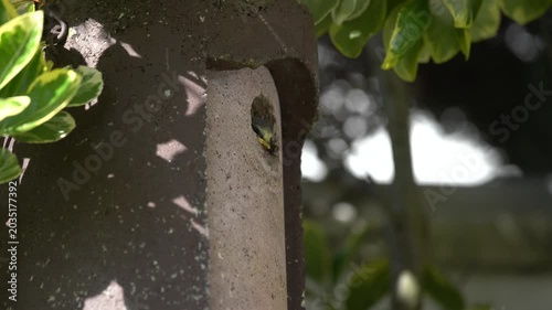 blue tits feeding their young