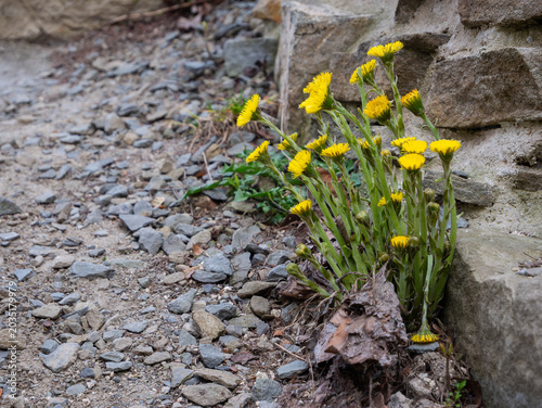Bild auf Leinwand Cluster of bright yellow wildflowers (coltsfoot/fleabane — Tussilago/Erigeron) in full bloom growing defiantly beside a rough weathered stone wall on gravel and rocky ground