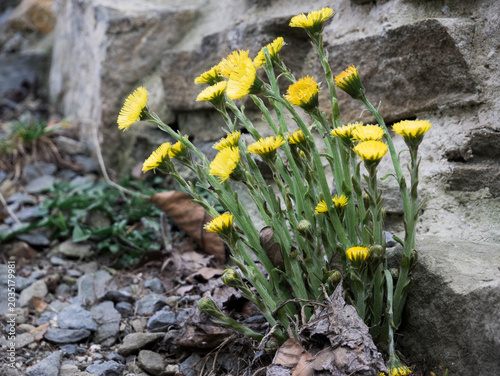 Bild auf Leinwand Cluster of bright yellow wildflowers (coltsfoot/fleabane — Tussilago/Erigeron) in full bloom growing defiantly beside a rough weathered stone wall on gravel and rocky ground