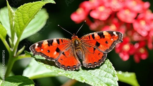 Small tortoiseshell butterfly perched on a green leaf.