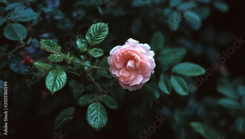 Delicate Pink Rose Bloom Amidst Lush Green Foliage.