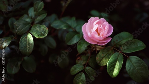 Delicate Pink Rose Bloom Amidst Dark Green Foliage.
