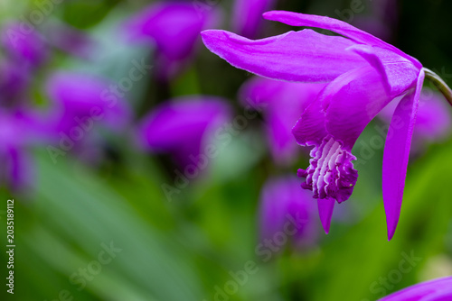 Fotografie 可憐な紫蘭の花
