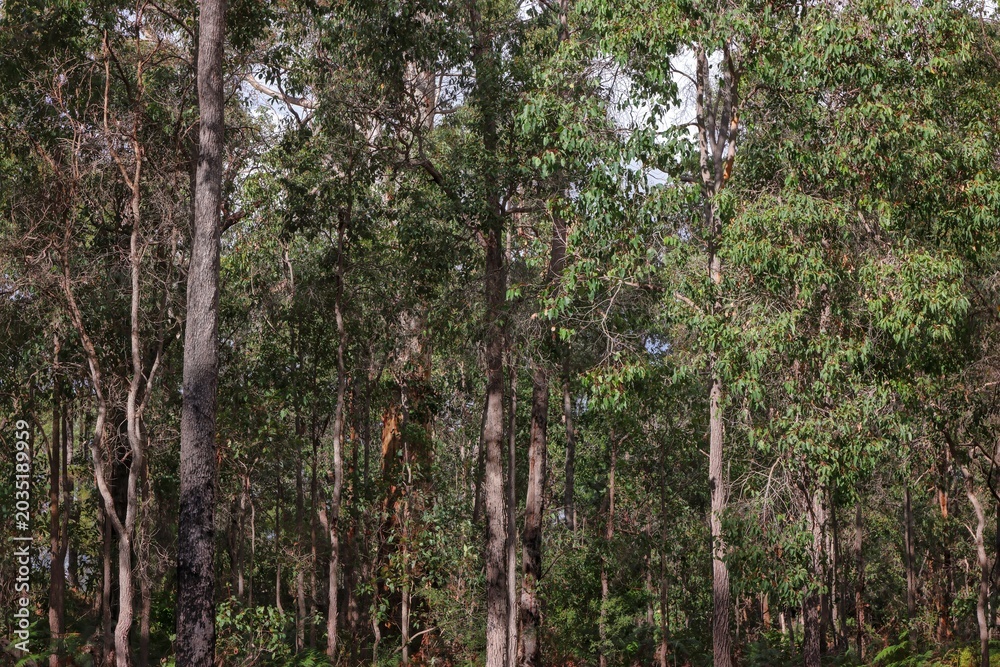 Fototapeta premium Background concept. Dense jarrah tree forest, Eucalyptus marginata. Myrtle family, endemic to the south west of Western Australia. Deforestation, development, mining and habitat loss. Hard wood