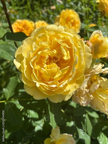 A cluster of bright yellow roses with densely layered petals in full bloom, surrounded by green leaves in sunlight.