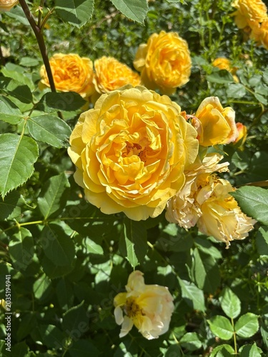 A cluster of bright yellow roses with densely layered petals in full bloom, surrounded by green leaves in sunlight.
