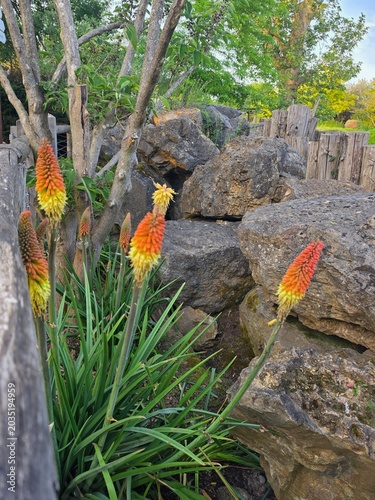 Tall red hot poker flowers with orange and yellow gradient spikes growing among long green leaves, set against large rocks and trees in a garden.