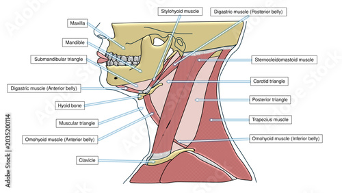 Quadro em tela Triangles of the Neck Labeled Anatomy Diagram