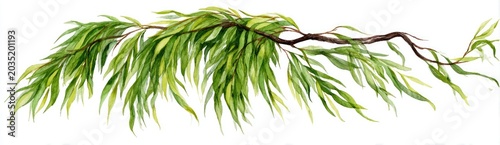 A branch with drooping green leaves against a white background