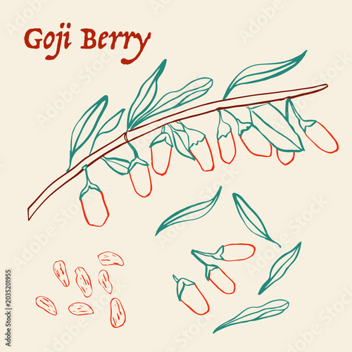 Goji Berry colorful hand drawn line art vector ink Illustration Set; Branch, Fresh and Dried Berries with Leaves