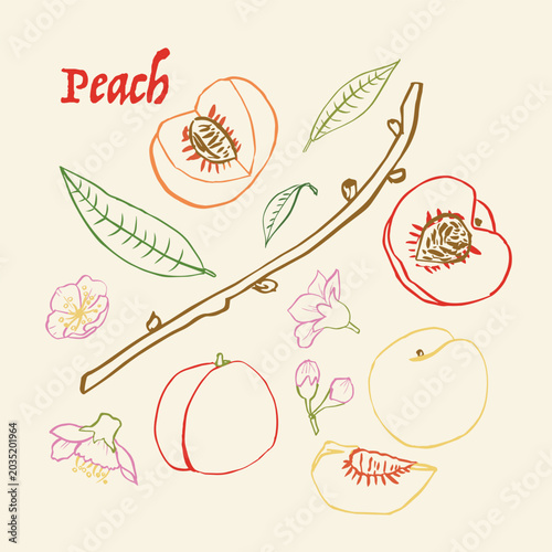 Peach colorful hand drawn line art vector ink Illustration Set;  Whole, Halved, Sliced Fruits with Blossoms and Leaves