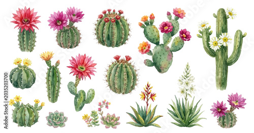 Blooming cacti and succulents isolated vector set on white background. Desert plant elements for botanical posters, stickers. Detailed floral clip art. Vibrant exotic cactus flowers home plants illust
