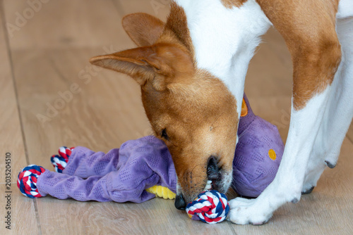 Playful Basenji dog chewing a colorful rope toy indoors on wooden floor. Active pet behavior and enrichment