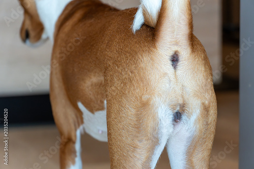 Close-up rear view of a female Basenji dog indoors with detailed short fur texture and natural lighting. Female dog and canine anatomy.