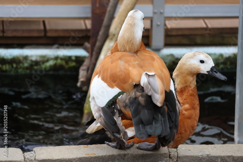 Two Ruddy Shelducks