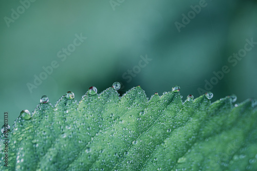 Bild auf Leinwand Goutte d’eau suspendue en macro minimaliste