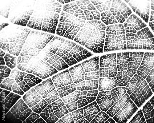 Tableau sur toile Leaf vein texture macro black and white high contrast soft high key botanical ba