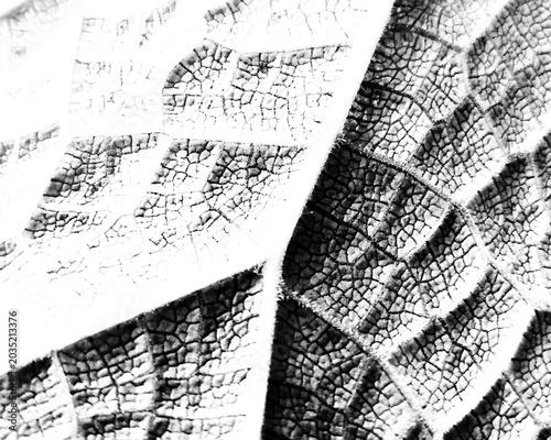 Schilderij op canvas Leaf vein texture macro black and white high contrast minimalist high key fade b