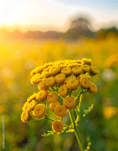 A close-up of a vibrant yellow flower in a sunny field