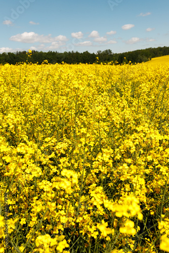 Φωτογραφία Vertical view of beautiful blooming yellow rapeseed field with green forest under blue sky with clouds