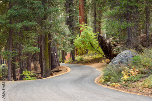 Empty winding road through a sequoia forest in the Californian Sierra Nevada  in autumn