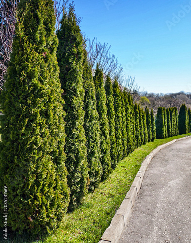 Tall green conifer trees forming a natural fence by the road.