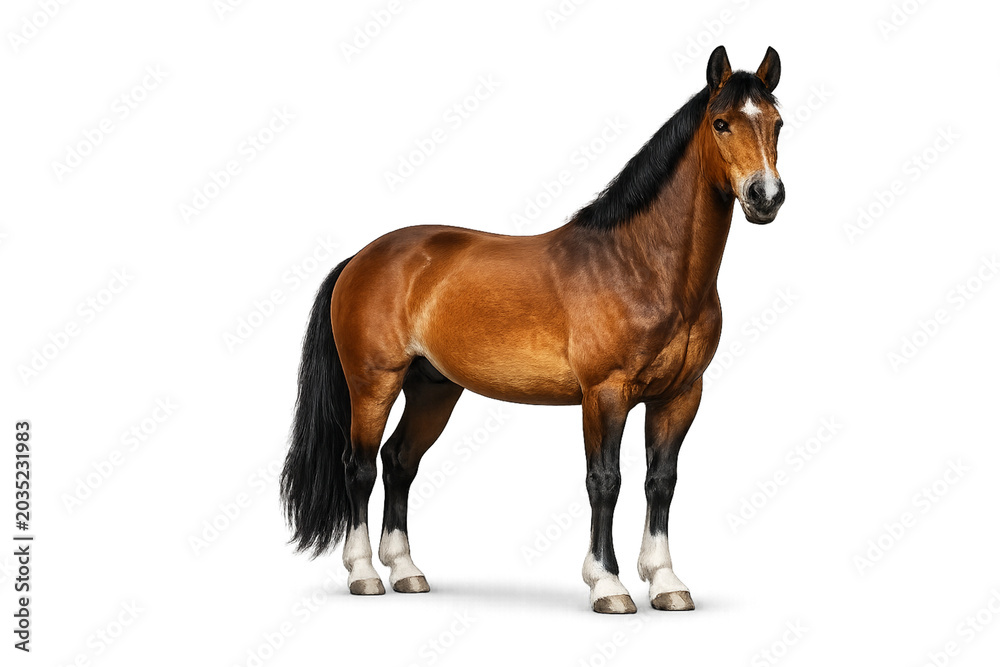 Obraz premium Realistic horse isolated on transparent background