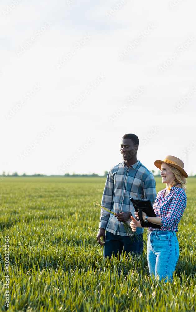 Fototapeta premium Male and female farmers standing in green wheat field examining crop while using tablet during the day.