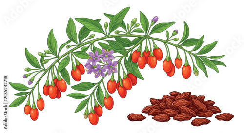Tableau sur toile Goji berry branch and pile of dried berries vector illustration