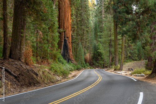 Empty mountain road through a forest with giant sequoias among pine trees in autumn