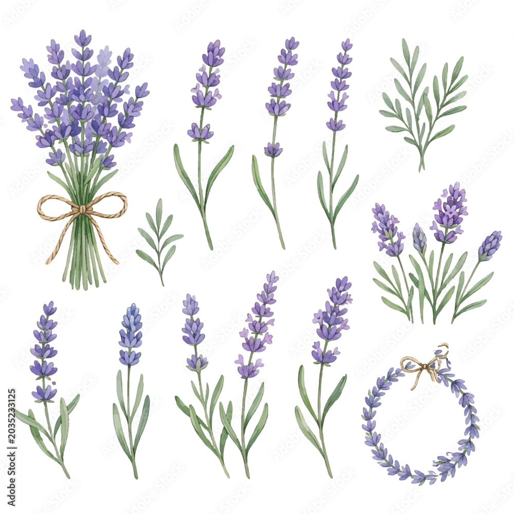 Fototapeta premium Bouquet of purple lavender flowers isolated on white background with floral spring garden herb nature theme